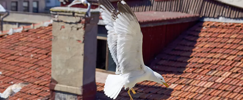 Residential Chimney Animal Removal Solution in Bremerton, WA