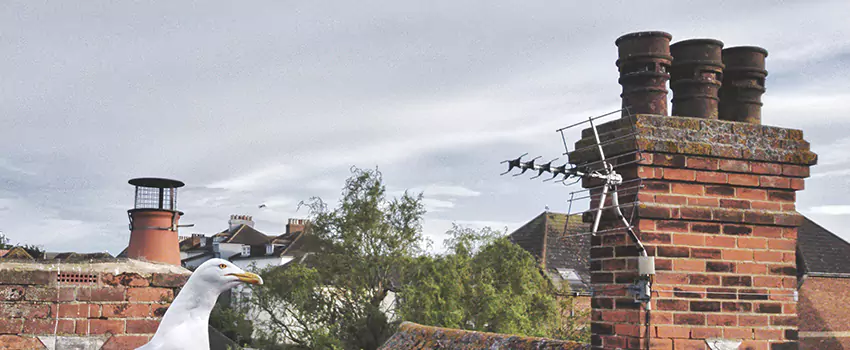 Chimney Cleaning And Restoration in Bremerton, Washington